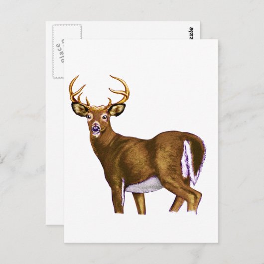 White Tail Deer Buck Briefkaart (Voorkant / Achterkant)