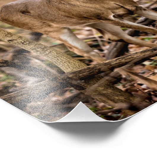 White Tail Deer Buck Foto Afdruk (Hoek)