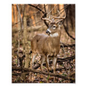 White Tail Deer Buck Foto Afdruk (Voorkant)