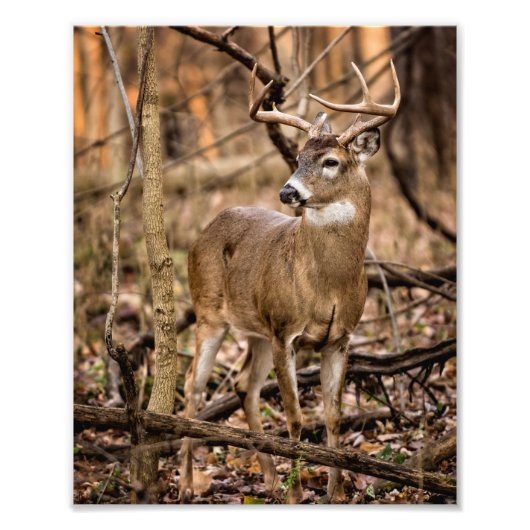White Tail Deer Buck Foto Afdruk (Voorkant)