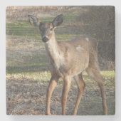 White Tail Deer dichtbij Stenen Onderzetter (Voorkant)