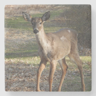 White Tail Deer dichtbij Stenen Onderzetter