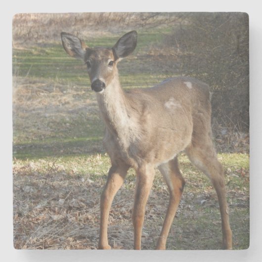 White Tail Deer dichtbij Stenen Onderzetter (Voorkant)