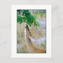 'White-Tail Deer Eating'-Briefkaart Briefkaart