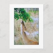 'White-Tail Deer Eating'-Briefkaart Briefkaart (Voorkant)