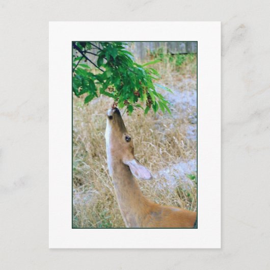 'White-Tail Deer Eating'-Briefkaart Briefkaart (Voorkant)