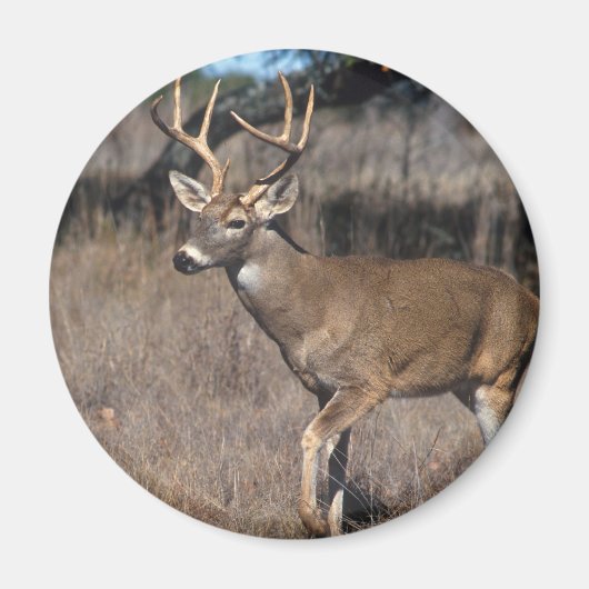 White Tail Deer Magneet (Voorkant)