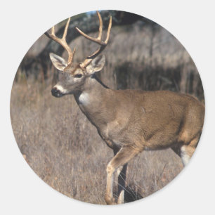 White Tail Deer Ronde Sticker