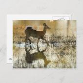 White-Tail Deer Shadow Briefkaart (Voorkant / Achterkant)