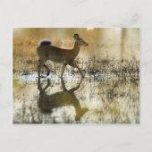 White-Tail Deer Shadow Briefkaart (Voorkant)