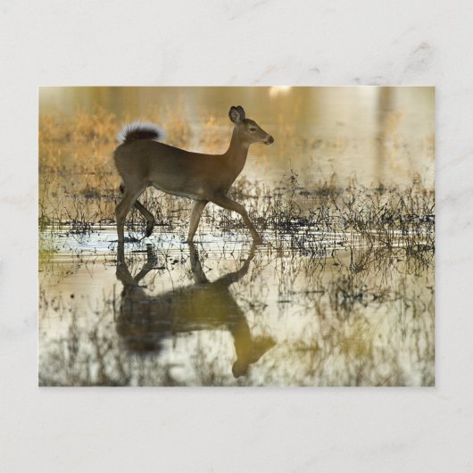 White-Tail Deer Shadow Briefkaart (Voorkant)