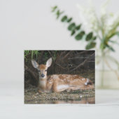 White Tail Fawn Briefkaart (Staand voorkant)