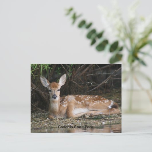White Tail Fawn Briefkaart (Staand voorkant)
