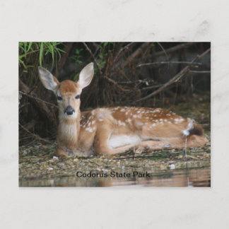 White Tail Fawn Briefkaart