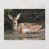 White Tail Fawn Briefkaart (Voorkant)