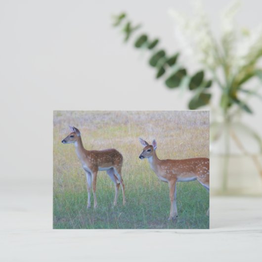 White Tail Fawn Briefkaart (Staand voorkant)