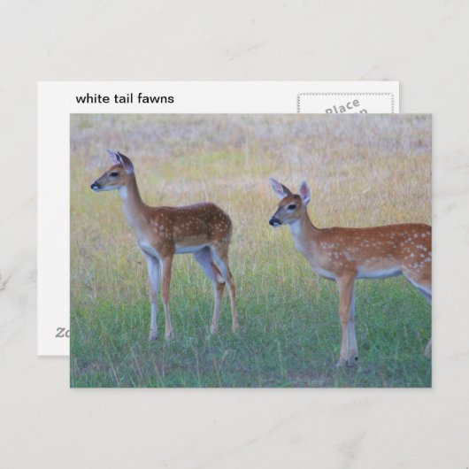 White Tail Fawn Briefkaart (Voorkant / Achterkant)