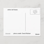 White Tail Fawn Briefkaart (Achterkant)