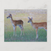 White Tail Fawn Briefkaart (Voorkant)