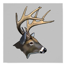 White-Tailed Beste Buck Tekening