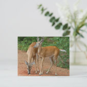 White Tailed Buck Deer Briefkaart (Staand voorkant)