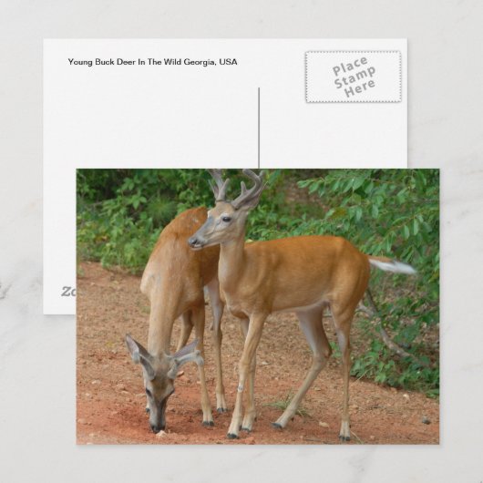 White Tailed Buck Deer Briefkaart (Voorkant / Achterkant)