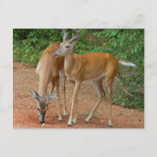 White Tailed Buck Deer Briefkaart