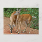 White Tailed Buck Deer Briefkaart (Voorkant)