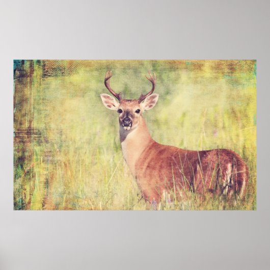 White Tailed Buck Poster of voor ontkoppeling (Voorkant)