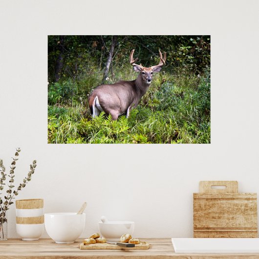 White-Tailed Buck Premium Gloss-Poster Poster (Keuken)