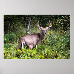 White-Tailed Buck Premium Gloss-Poster Poster