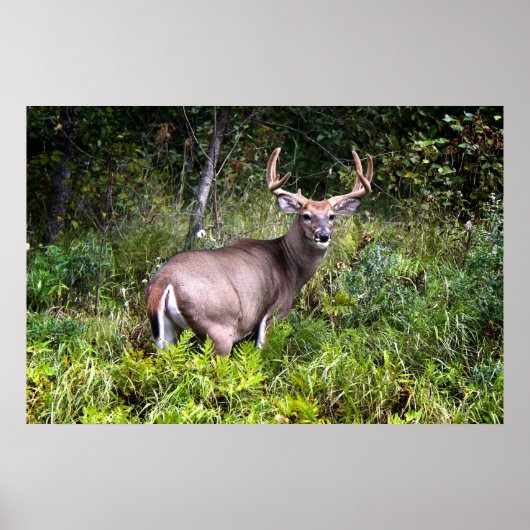 White-Tailed Buck Premium Gloss-Poster Poster (Voorkant)