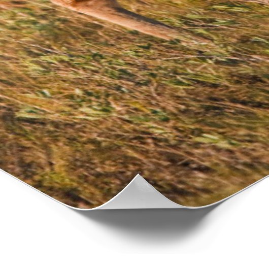 White-tailed Deer | Autumn in TX Poster (Hoek)