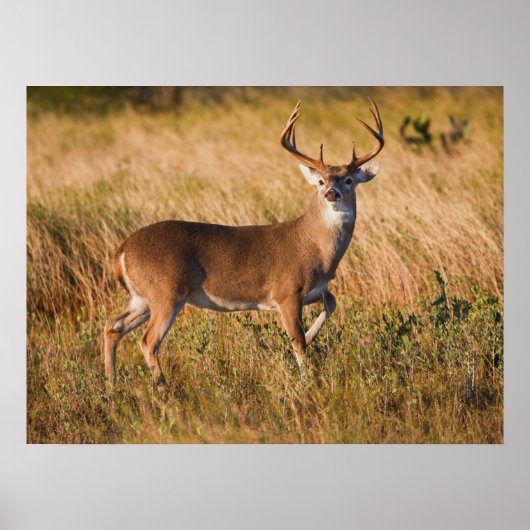 White-tailed Deer | Autumn in TX Poster (Voorkant)