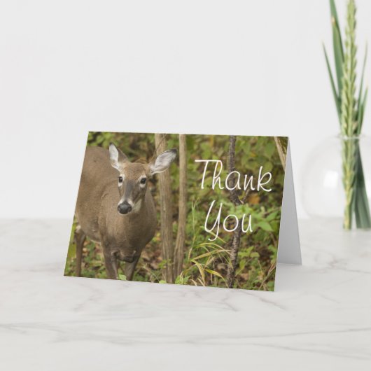 White Tailed Deer Bedankkaart (Voorkant)