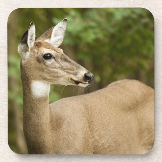 White Tailed Deer Bier Onderzetter (Voorkant)