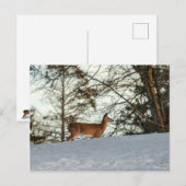 White Tailed Deer Briefkaart (Voorkant / Achterkant)