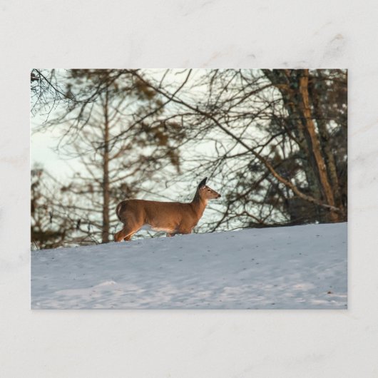 White Tailed Deer Briefkaart (Voorkant)