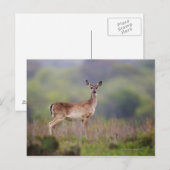 White-Tailed Deer Briefkaart (Voorkant / Achterkant)