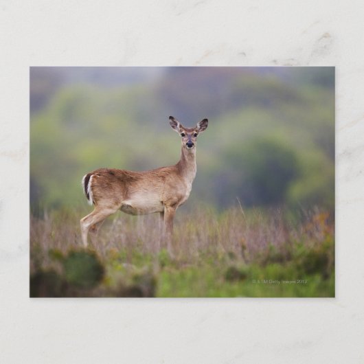 White-Tailed Deer Briefkaart (Voorkant)