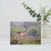 White-Tailed Deer Briefkaart (Staand voorkant)