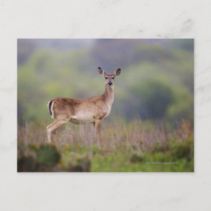 White-Tailed Deer Briefkaart