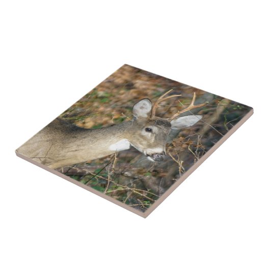 White-Tailed Deer Buck Ceramic Photo Tile Tegeltje (Zijkant)