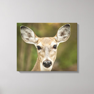 White Tailed Deer Canvas Afdruk