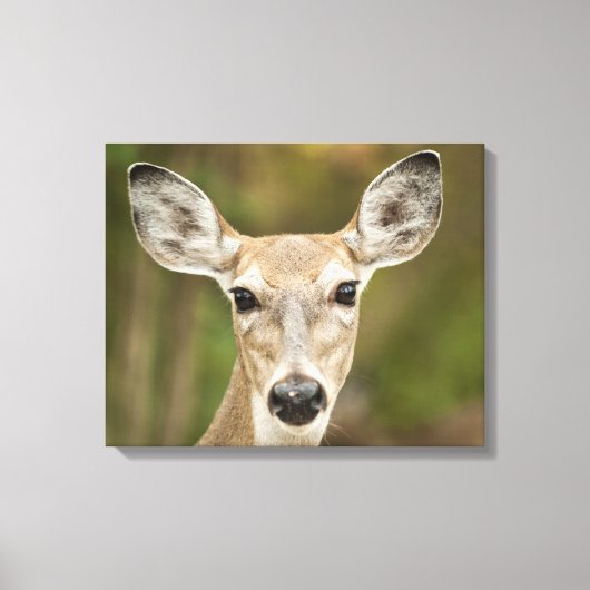 White Tailed Deer Canvas Afdruk (Voorkant)