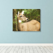 White Tailed Deer Canvas Afdruk (Insitu (Houten vloer))