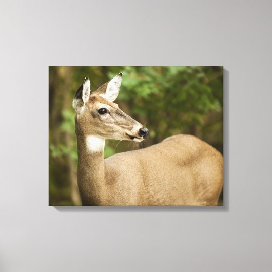 White Tailed Deer Canvas Afdruk (Voorkant)