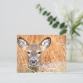White Tailed Deer Close-up Foto Briefkaart (Staand voorkant)