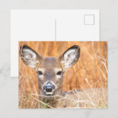 White Tailed Deer Close-up Foto Briefkaart (Voorkant / Achterkant)