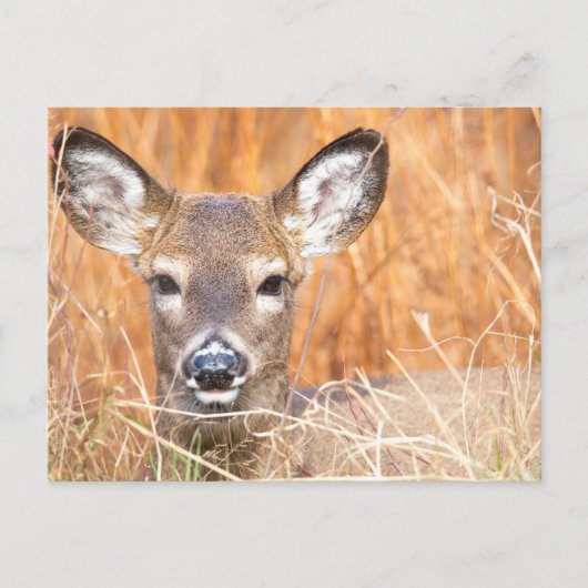 White Tailed Deer Close-up Foto Briefkaart (Voorkant)